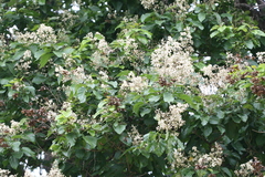 Berrya cordifolia